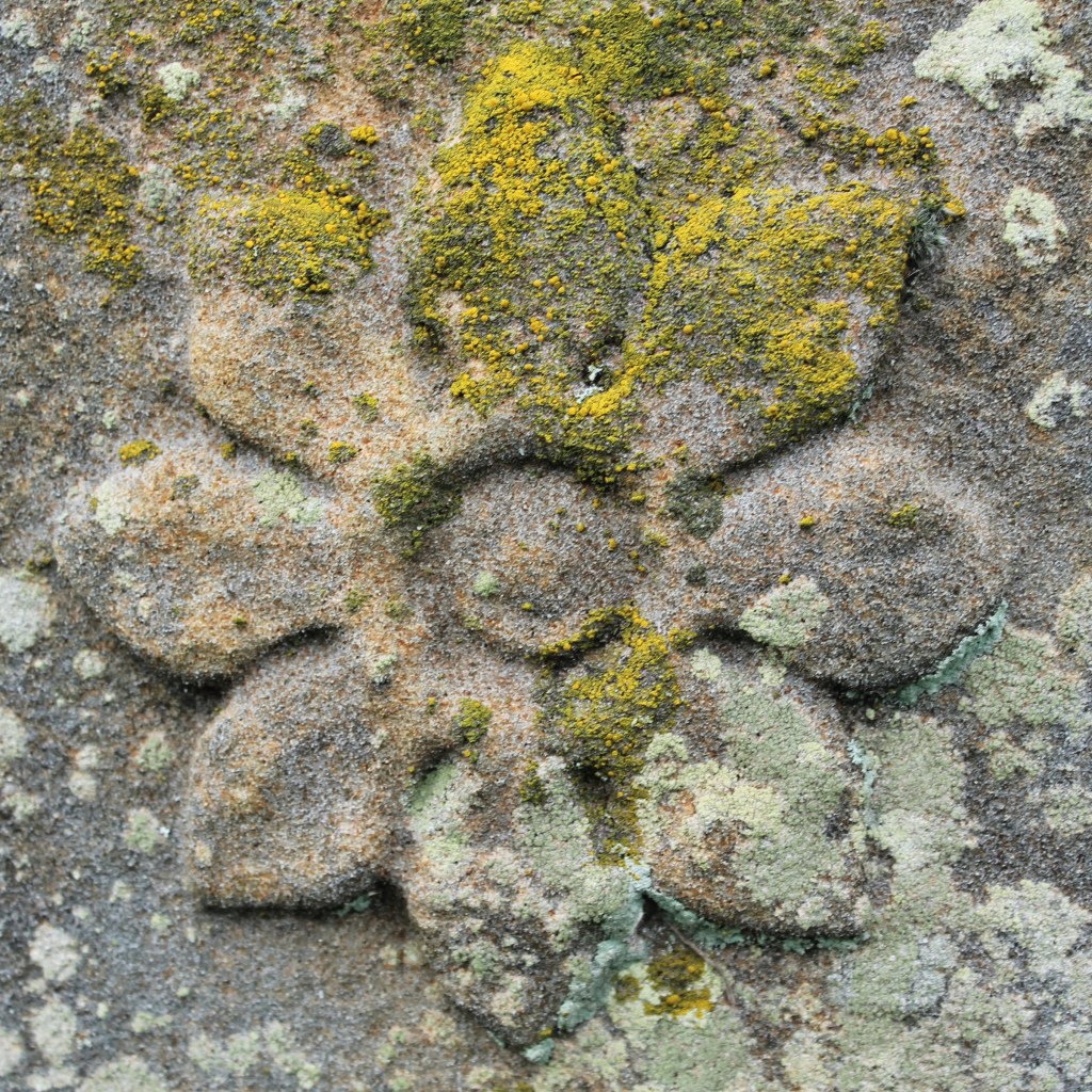 My favourite quote ~ Maya Angelou