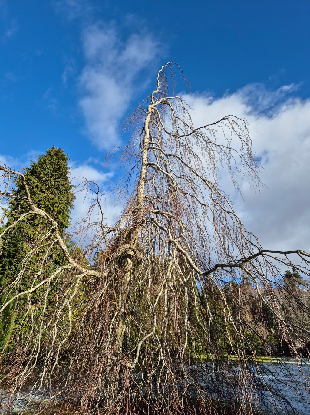 Look at the tree, not the&nbsp;sketch