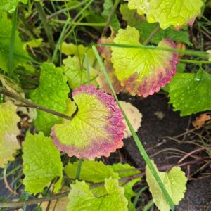 garlic mustard leaves showing the colour change as the plant starts to fade. The edges of the leaves are red violet against the green central leaf.