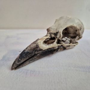 a rook skull on a white board